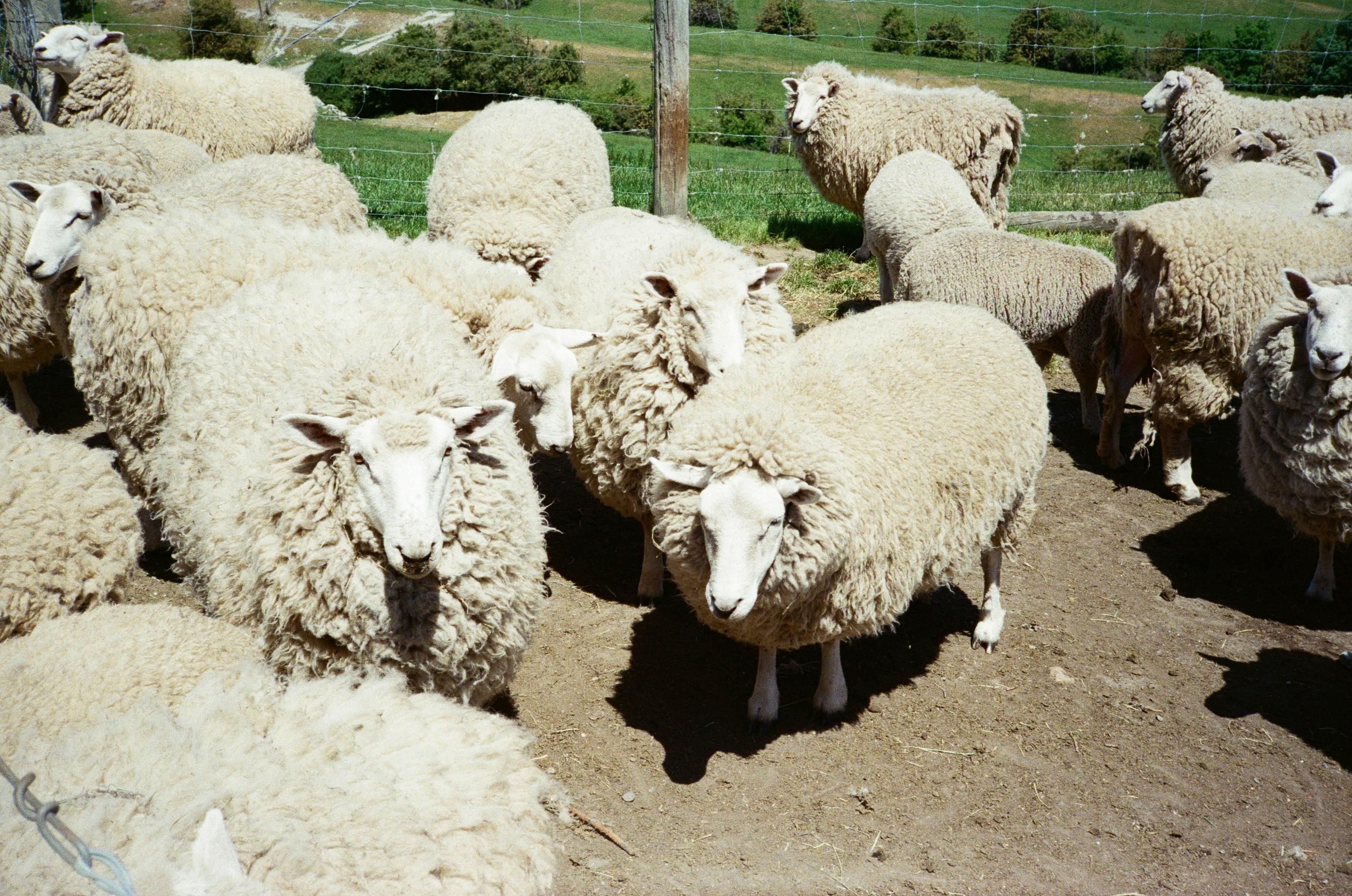 Students in an animal enclosure